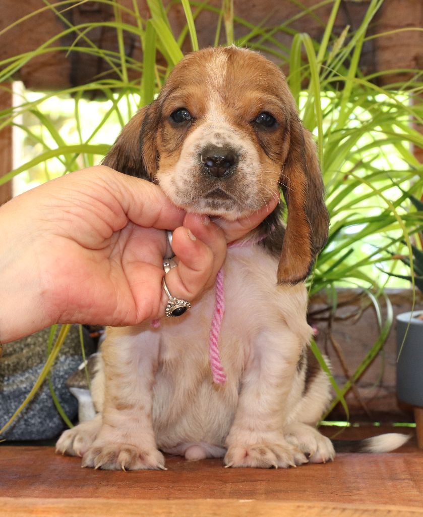 Du Domaine Des Vents Landais - Chiots disponibles - Basset Hound