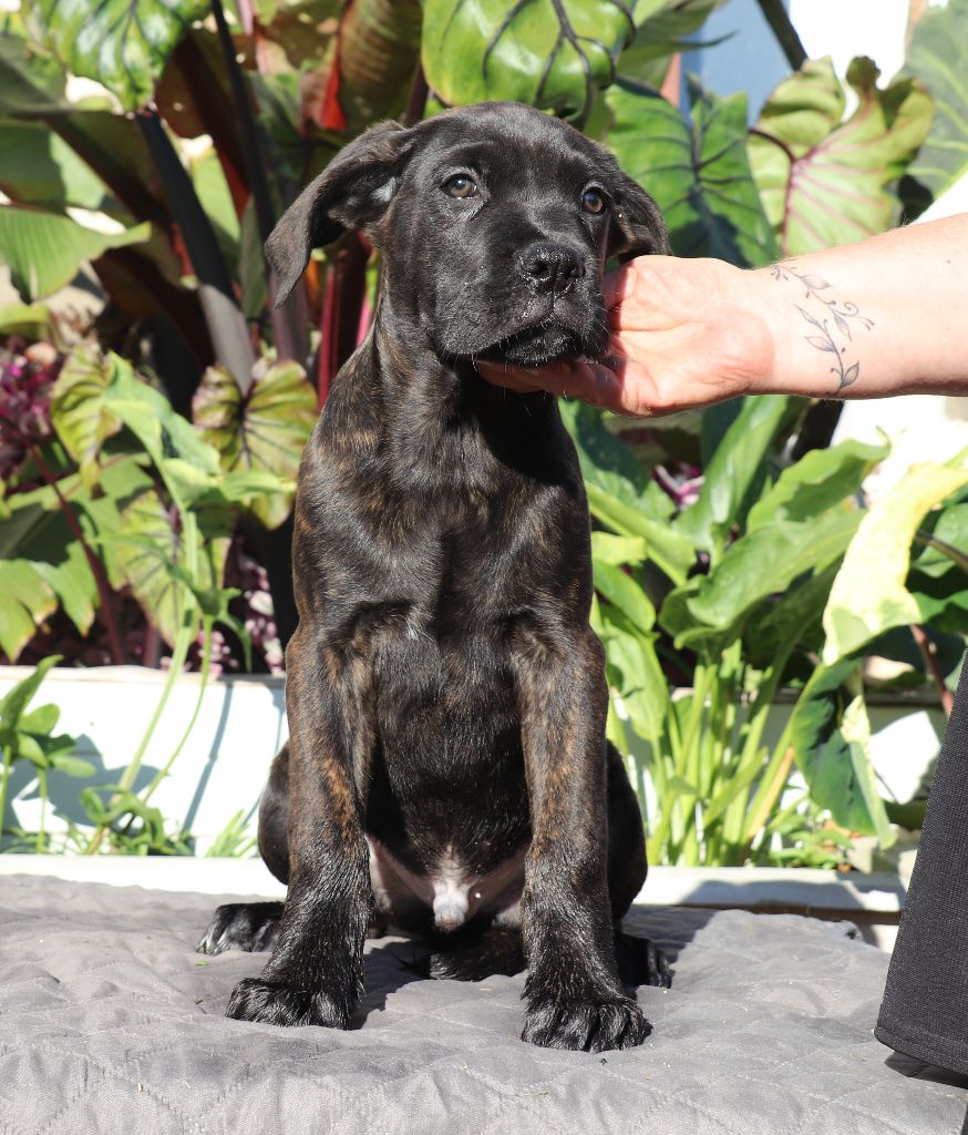 Du Domaine Des Vents Landais - Chiots disponibles - Cane Corso