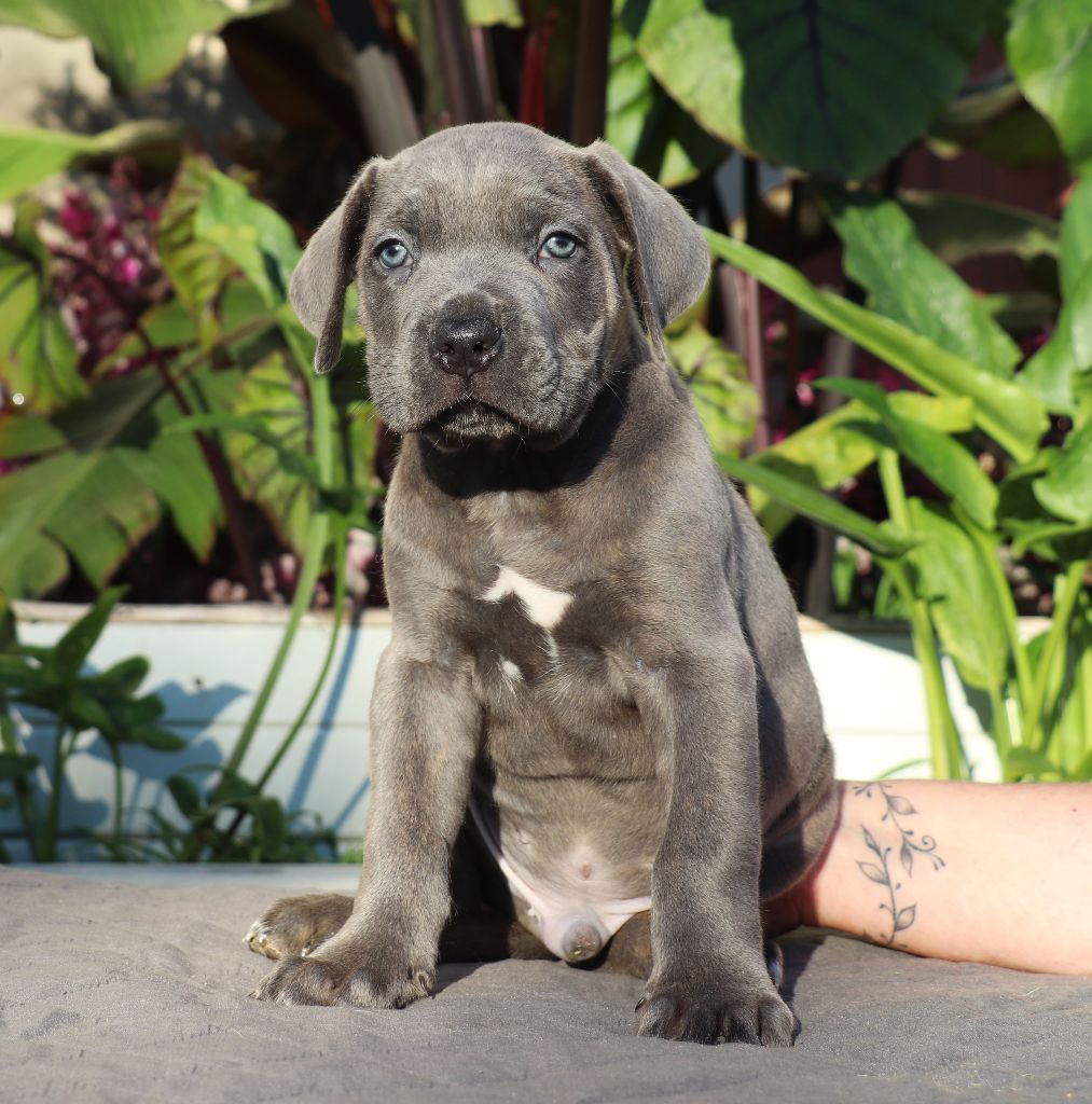 Du Domaine Des Vents Landais - Chiots disponibles - Cane Corso