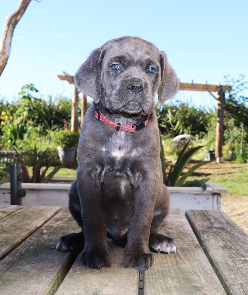 Du Domaine Des Vents Landais - Chiots disponibles - Cane Corso