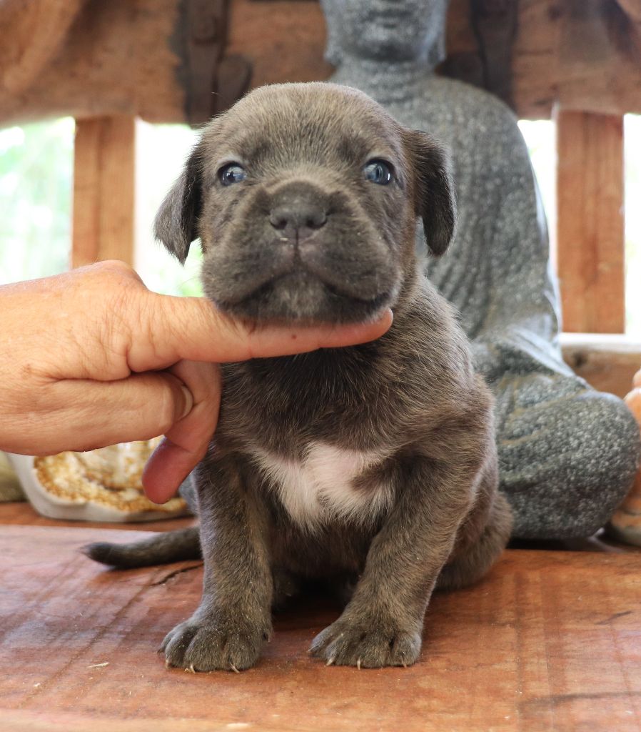 Du Domaine Des Vents Landais - Chiots disponibles - Cane Corso
