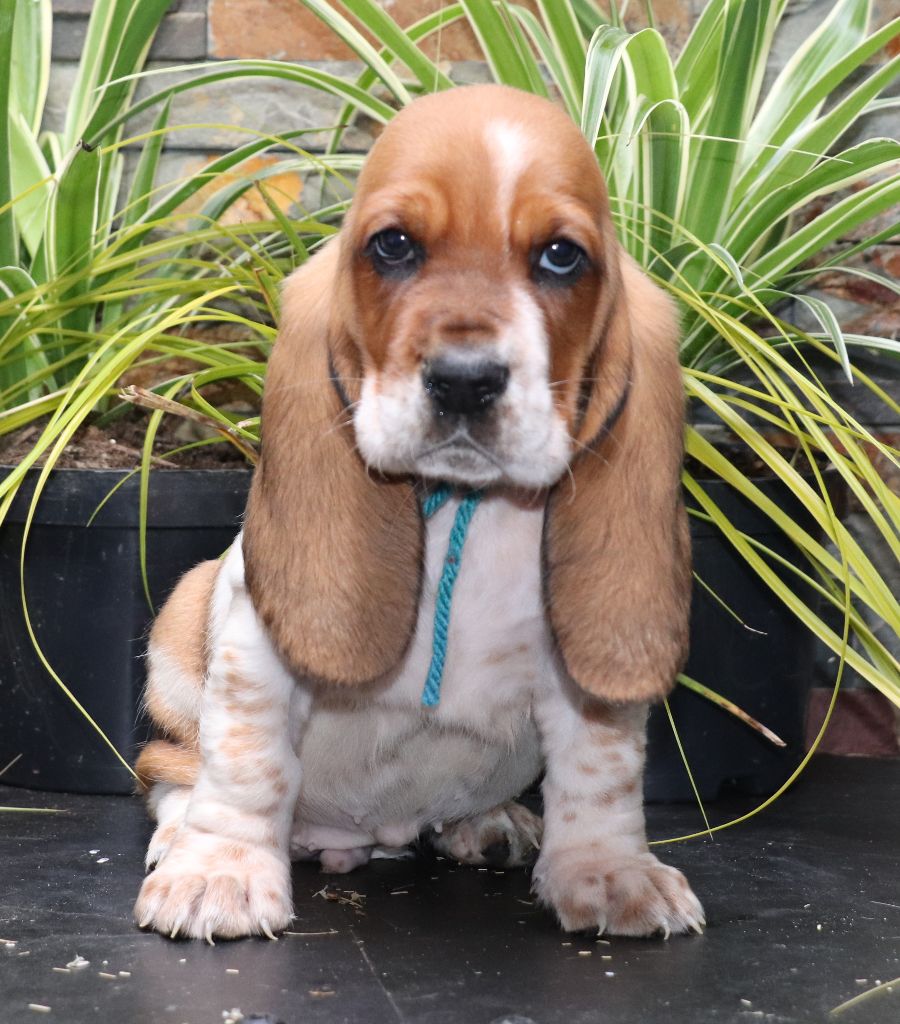 Du Domaine Des Vents Landais - Chiots disponibles - Basset Hound