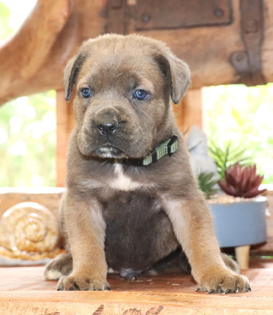 Du Domaine Des Vents Landais - Chiots disponibles - Cane Corso