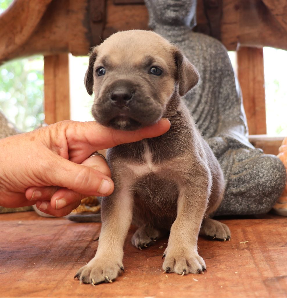 Du Domaine Des Vents Landais - Chiots disponibles - Cane Corso